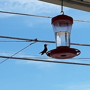 Meet your Posher, Pamela